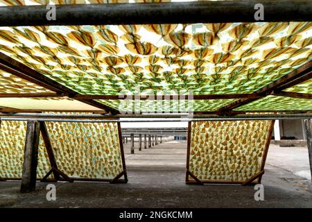 I pescatori di pesce secco post-pescato a Rach Gia City, Kien Giang, Vietnam Foto Stock