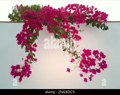 Bougainvillea su un muro a Frigiliana, Provincia di Malaga, Andalusia, Spagna. Foto Stock