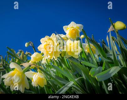 Daffodils giallo primavera sotto un cielo blu brillante Foto Stock