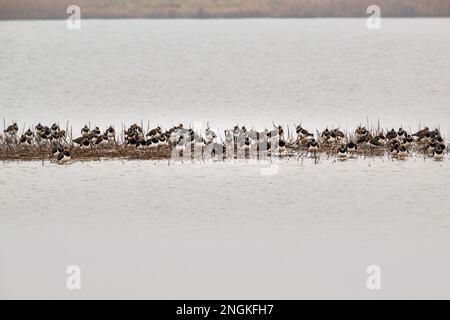 Un gregge di Lapwing Vanellus vanellus che riposa su un tratto di fango in una riserva naturale RSPB nel Lincolnshire, Regno Unito Foto Stock