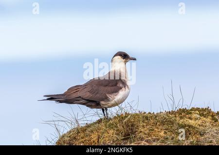 Arctic Skua; Stercorarius parasiticus; Fase pallido; Shetland; Regno Unito Foto Stock