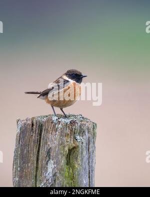 Un maschio Stonechat Saxicola rubicola arroccato su un palo di legno nella contea del Nord Norfolk, Regno Unito Foto Stock