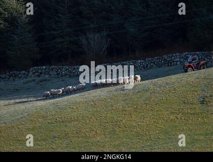 Sheep (Orvis nazionale), essendo arrotondato da contadino in quad e cane, Almorness, Dumfries e Galloway, SW Scozia Foto Stock