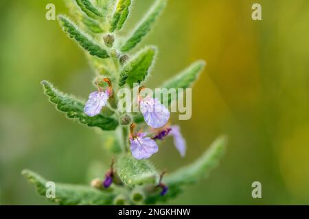 Acqua germano; Teutrium scordium; fioritura; UK Foto Stock