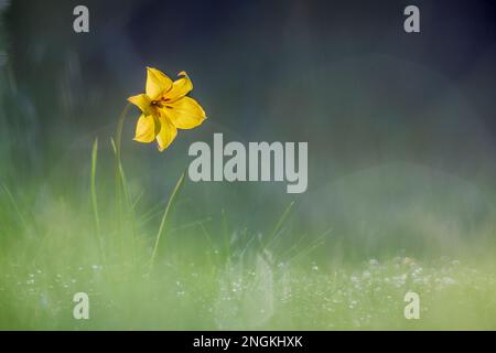 Tulipano selvatico; Tulipa sylvestris; fiore; Regno Unito Foto Stock