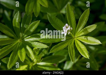Woodruff dolce; Galium odoratum; Flower; UK Foto Stock