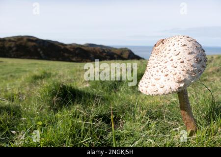 Funghi parasoli (Macrolepiota procera) che crescono in un campo sulla costa del Devon, Regno Unito. Foto Stock