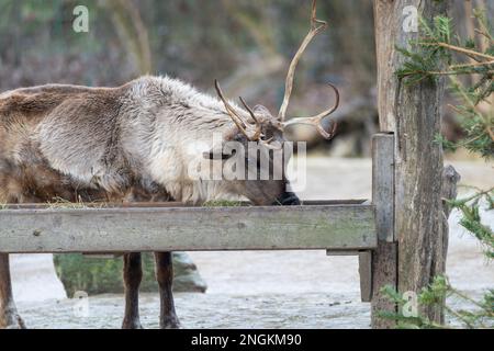 Ritratto di nenna settentrionale (tarandus di Rangifer) con corna massicce il giorno di inverno piovoso Foto Stock