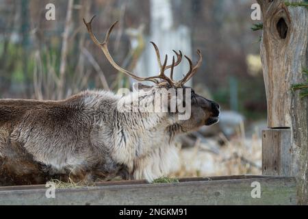 Ritratto di nenna settentrionale (tarandus di Rangifer) con corna massicce il giorno di inverno piovoso Foto Stock