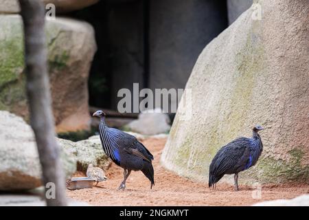 Il guineafowl di Vulturine - Acryllium vulturinum - la più grande specie di guineafowl. Foto Stock