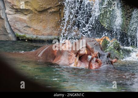 Due Hippos che giocano tra loro immersi in acqua aprendo le loro immense fauci. Foto Stock