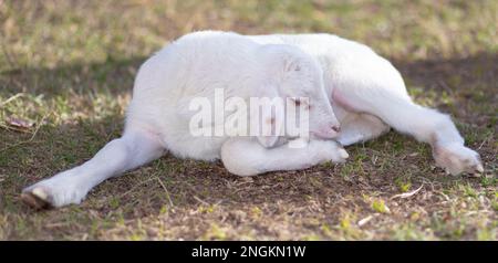 Agnello di pecora di katahdin bianco che dorme su un campo erboso Foto Stock