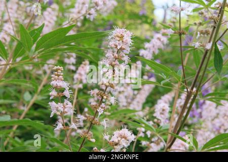 Vitex canabifolia coltivata in un giardino rustico. Fiori bianchi in agricoltura e raccolta. Prateria alpina. Foto Stock