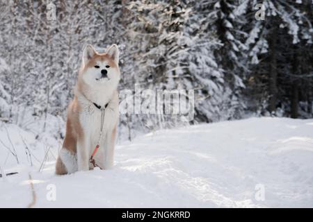 Akita inu nella foresta, carino ritratto cane faccia giapponese razza bella neve e ghiaccio in inverno Foto Stock
