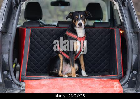Cani guida nel tronco di auto, appenzeller sennenhund Foto Stock