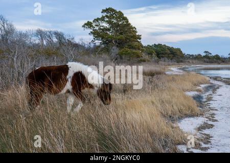 Uno dei famosi pony selvatici, Assateague Island National Seashore, Maryland Foto Stock