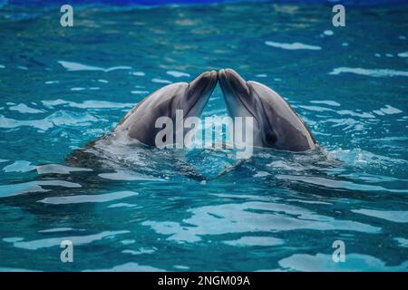 Coppia di delfini che ballano in acqua blu. Foto Stock