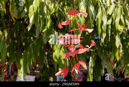 Fiori di orgoglio rosso di Birmania, Amherstia nobilis su albero, noto anche come orgoglio di Birmania, l'Orchidea albero. Foto Stock