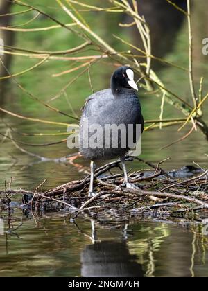 Bella Coot europeo (Fulica atra), costruire un nido su un lago in un parco pubblico a Blackpool, Lancashire, Regno Unito Foto Stock