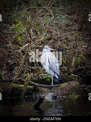 Un airone grigio, (Ardea cinerea), che si erge tra radici e rami al bordo di un lago in Stanley Park, Blackpool, Lancashire, Regno Unito Foto Stock