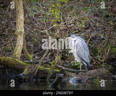 Un airone grigio, (Ardea cinerea), che si erge tra radici e rami al bordo di un lago in Stanley Park, Blackpool, Lancashire, Regno Unito Foto Stock