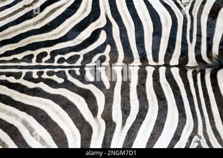 Motivi otiginali di linee bianche e nere sulla pelliccia di un trofeo zebra. Primo piano di pelliccia di zebre Foto Stock