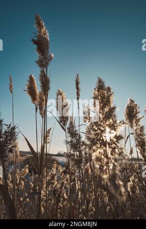 I gambi asciugano le canne contro il cielo blu e chiaro Foto Stock