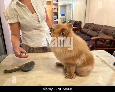 Lo zoopsicologo del groomer ottiene informato con un piccolo cane cute prima della cura. Groomer con forbici taglia un cane Foto Stock