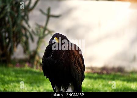 aquila meno macchiata seduta a terra Foto Stock