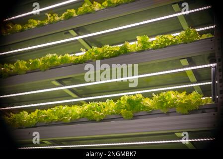 Foto astratta con vignettatura di scaffalature con microgreens. Piante fresche coltivazione automatica in città. Foto Stock