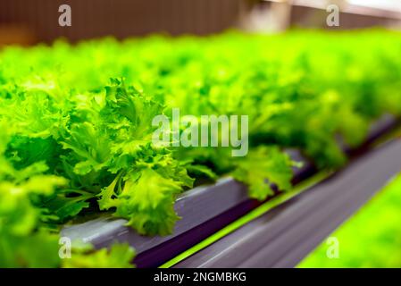 Foglie fresche di piante microgreverdi sulla luce brillante di lampade di ghiaccio di una fattoria verticale idroponica al coperto. Foto Stock