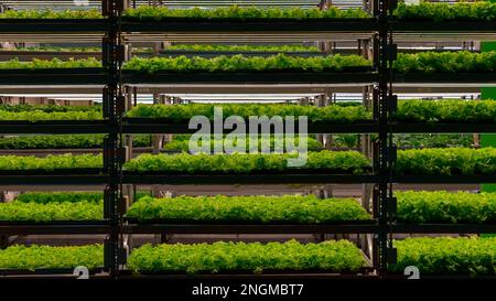 Scaffali fattoria piante verdi al coperto. Microgreens freschi coltivazione automatica in interni. Foto Stock