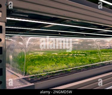 Giovani microgreens in pentole in una serra sotto lampade a LED in idroponica interni. Foto Stock