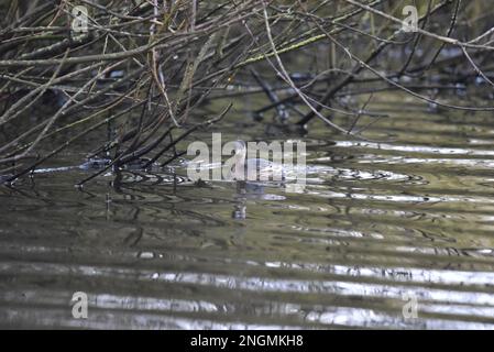 Giovane piccola Grebe (Tachybaptus ruficollis) Nuoto verso la fotocamera da sfondo centrale di immagine, nel Regno Unito in inverno Foto Stock