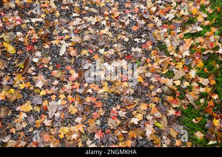 Modello astratto creato da colorate foglie cadute a fine autunno novembre Foto Stock