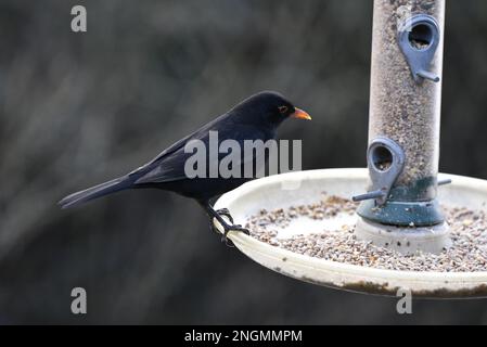 Immagine a destra di un uccello comune maschio (Turdus merula) arroccato sul bordo di un vassoio di alimentazione di uccello seme che guarda il seme, preso nel Regno Unito Foto Stock