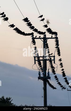 Centinaia di uccelli, corvi, appollaiati su cavi telefonici sopra la testa all'alba, pausa del giorno, prima dell'alba. Gli uccelli sono quasi contornati contro il cielo Foto Stock