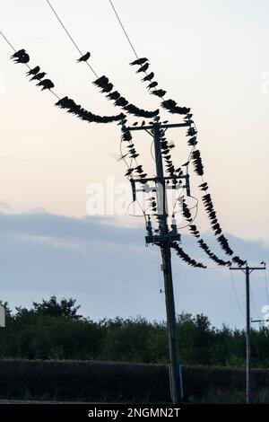 Centinaia di uccelli, corvi, appollaiati su cavi telefonici sopra la testa all'alba, pausa del giorno, prima dell'alba. Gli uccelli sono quasi contornati contro il cielo Foto Stock