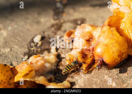 Macro shot di una vespa mediana (Dolichovespula media). nutrirsi di pere in decadenza a terra in autunno alla luce del sole. Foto Stock