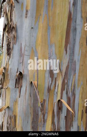 Primo piano della corteccia colorata decorativa di Urn Gum Tree, Eucalyptus urnigera nel giardino del Regno Unito nel mese di novembre Foto Stock