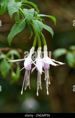 Fogliame autunnale e tre delicati fiori rosa pallido di fucsia bianco cavaliere di arrossamento nel giardino del Regno Unito novembre Foto Stock