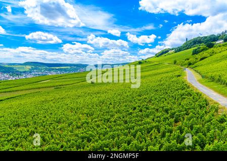 Ruedesheim am Rhein, Rudesheim, Rheingau-Taunus-Kreis, Darmstadt Hessen Germania. Foto Stock