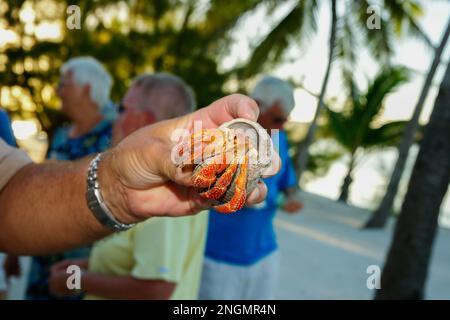 Isole Cook Aitutaki - 6 2010 novembre; mano di Mans che tiene un granchio eremita tropicale brillante che emerge per la conchiglia sull'isola del Pacifico meridionale. Foto Stock