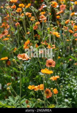 Geum 'Totally Tangerine' in fiore nel mese di maggio Foto Stock