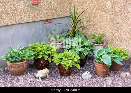 Varie Potted Hosta's in angolo di giardino su ghiaia con rana di pietra Foto Stock
