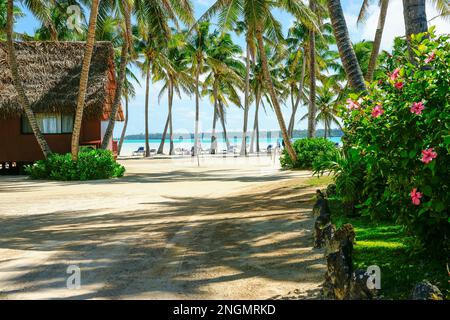 Aitutaki Cook Islands - Novembre 6 2020; palme da cocco tropicali che ondeggiano nella brezza tropicale nell'isola del Pacifico del Sud Foto Stock