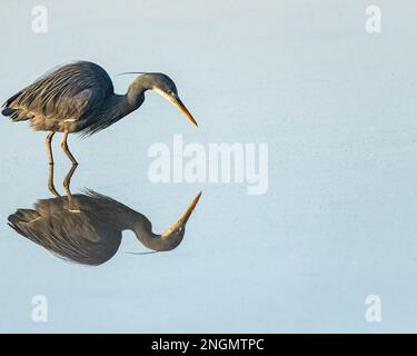 Un colpo di riflesso di airone tricolore Foto Stock