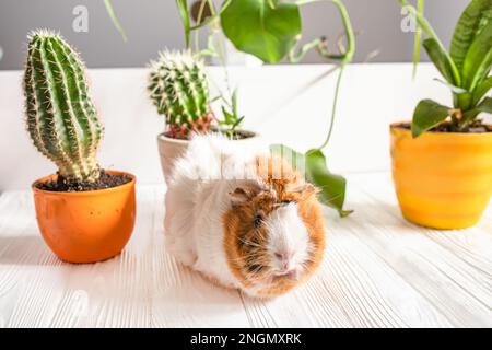 Un soffice porcellino d'India rosso corre intorno ad un tavolo di legno tra piante domestiche e cactus. Prendersi cura degli animali domestici a casa Foto Stock