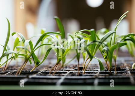 Giovani pianta di spinaci di due settimane che crescono all'interno sotto luce crescere. Foto Stock
