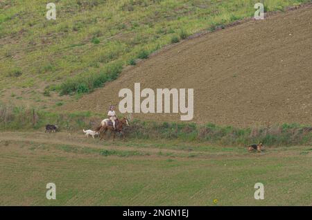 Molise - Italia - 30 novembre 2014 - Cavaliere cavalca il cavallo e guida i cani nella campagna del Molise Foto Stock